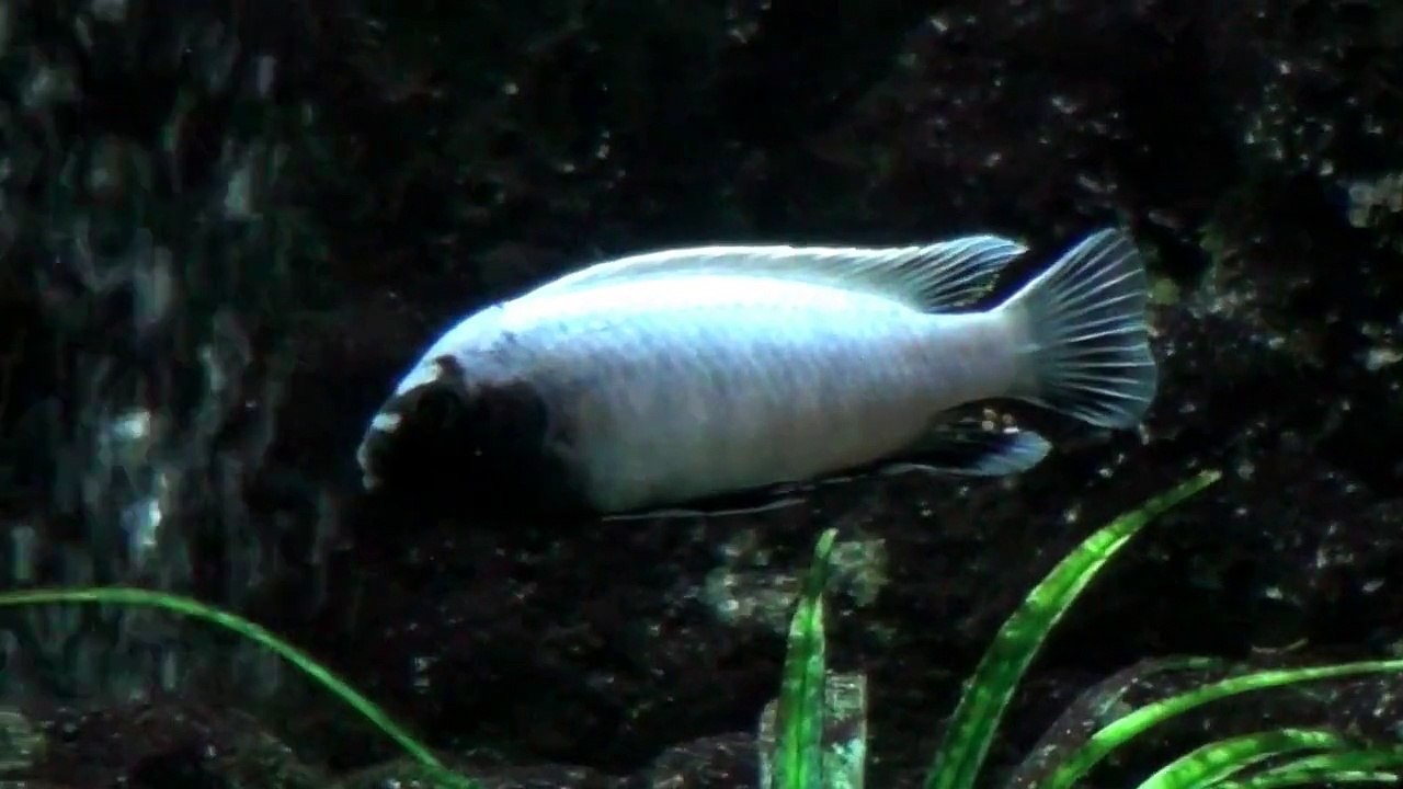 Pseudotropheus polit