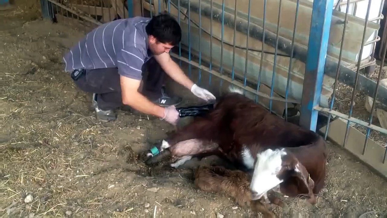 Goat Being Born in Israel - המלטת גדי במושב טל שחר