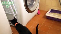 Funny Cats- Crazy Funny Catsvs Washing Machines Imaginary Enemy of Cats Compilation