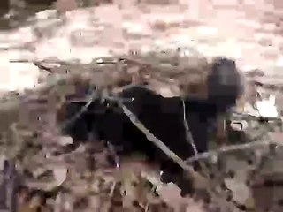 Pompom the Rat Hunter
