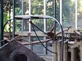 Baby Sumatran Orangutan at Toronto Zoo