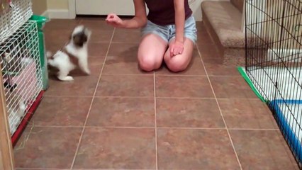 Shih Tzu training video - Cooper's fun clips