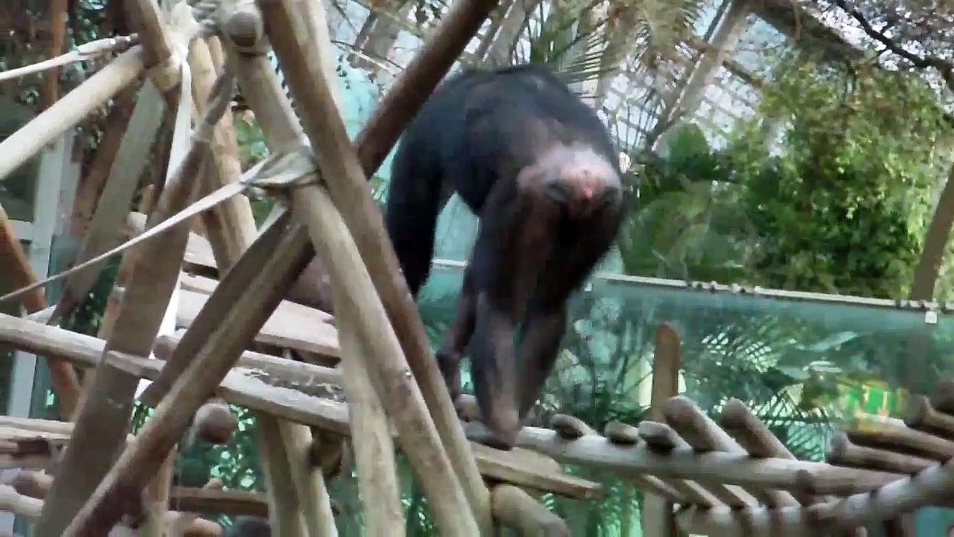 The Munich Zoo's chimpanzees - Gorillas - Diana Monkeys