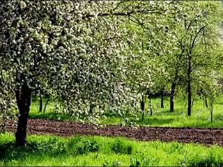 Sava Negrean Brudascu - Aprinde mama lumanarea