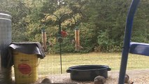 BIRDS AND SQUIRRELS AT MY BACKYARD FEEDERS