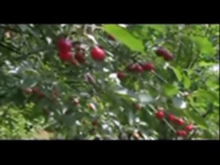 INDEXI - Dal' smo ljudi (1974)