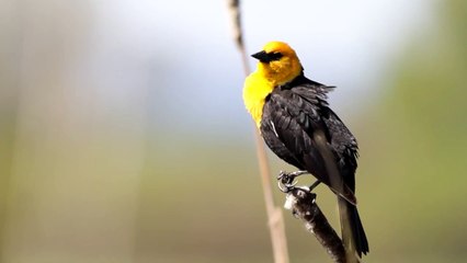 Yellow-headed Blackbird calling out