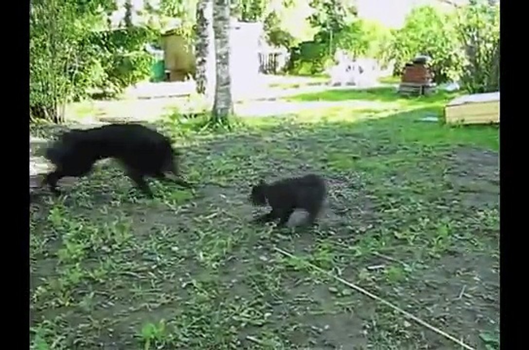 Devil, Belgian Groenendael Puppy pt 1