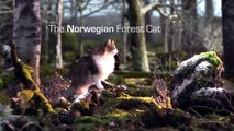 Norwegian Forest Cat (El Gato Bosque de Noruega Estandar de raza)
