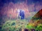 Discovery Wild Romeo the elephants first videod appearance   Elephants Wolds 360p