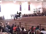 Rare Black Andalusian Stallion- Amistad SL
