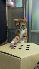 Playing With Cat - Nice Video