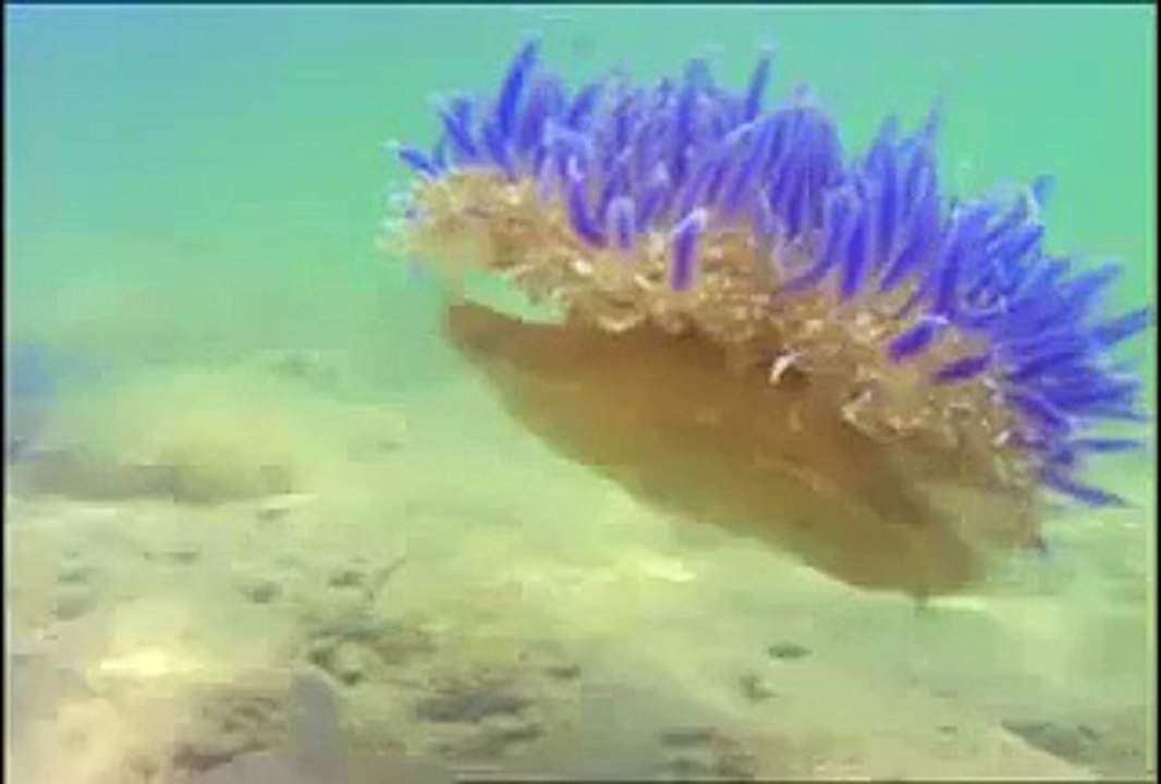 Sea Anemone