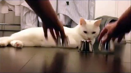 How a Cat Could Be Intelligent - Must Watch