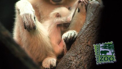 White-Handed Gibbon Baby-Cincinnati Zoo