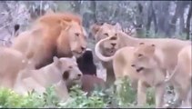 leones cazan a un búfalo
