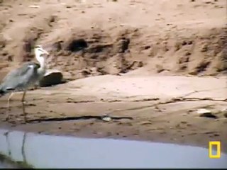 Grey heron eats BIG fish