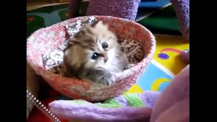 Котята, Милые и Смешные Котики, Прикол