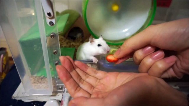 イチゴを食べるハムスター Hamster eats Strawberry