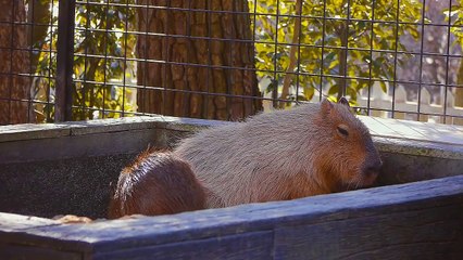 カピバラ歳の差カップル 「もうちょっと落ち着いて、つかりなさい」
