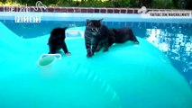 Cats Hating On Summer