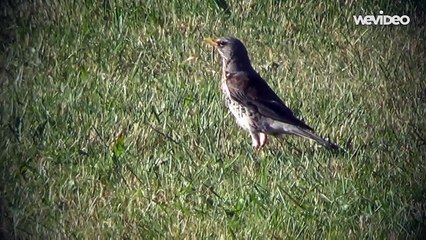 Bird is hunting bugs