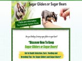 Sugar Gliders or Sugar Bears As Pets   Facts and Information
