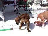 Boxer Puppies vs. water hose 2 of 3