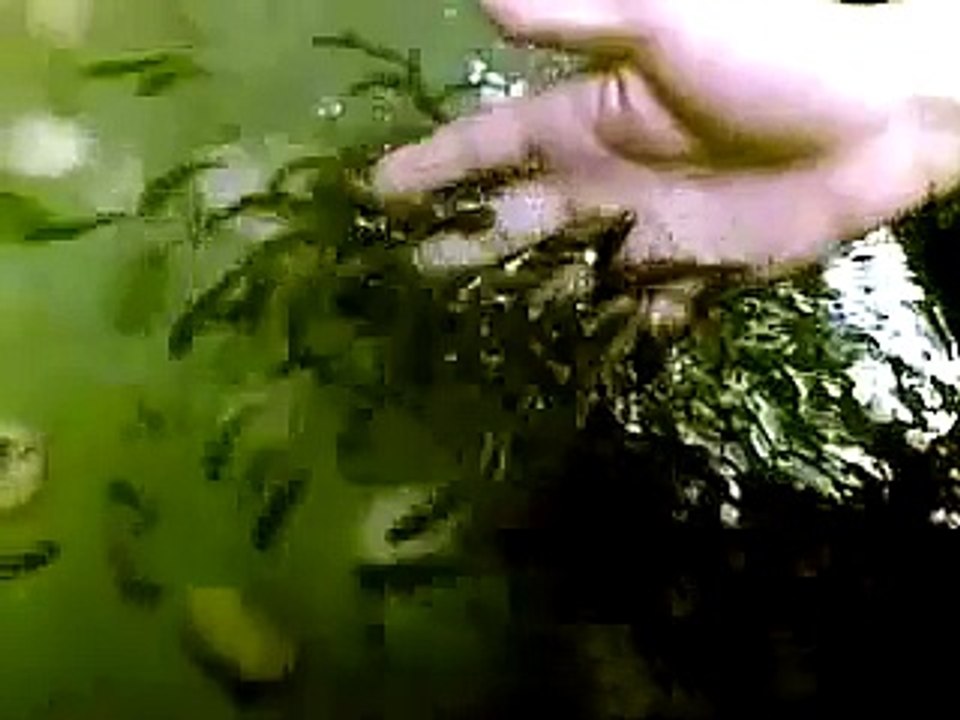 Doctor Fish Spa