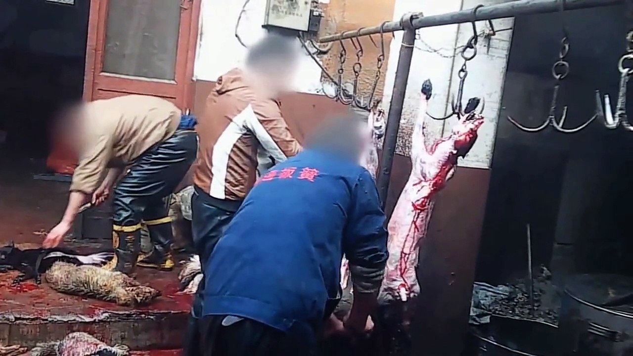 Stop Yulin Meat Festival Restore Faith in Humanity June 2015