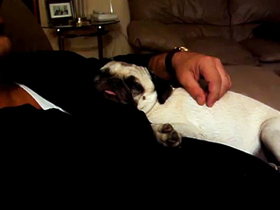 Sleeping Pug