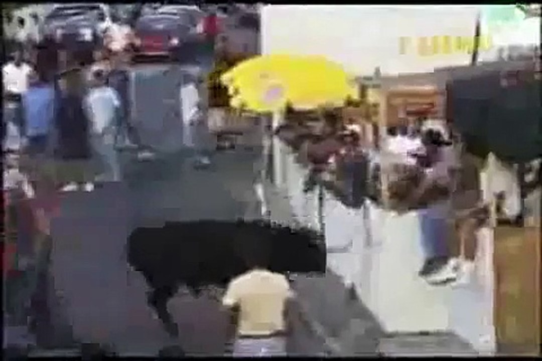 videos graciosos de toros