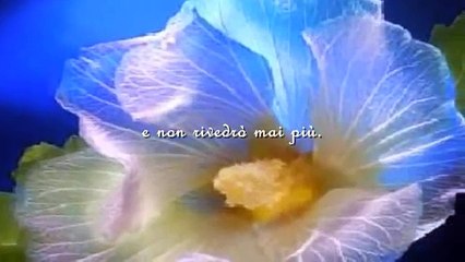 "Amica Mia"  -  ( Guido Renzi )