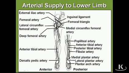 Gross Anatomy Areterial Supply Femoral Tri_mpeg4