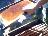 clases apicultura