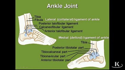 Gross Anatomy Ankle Joint_mpeg4