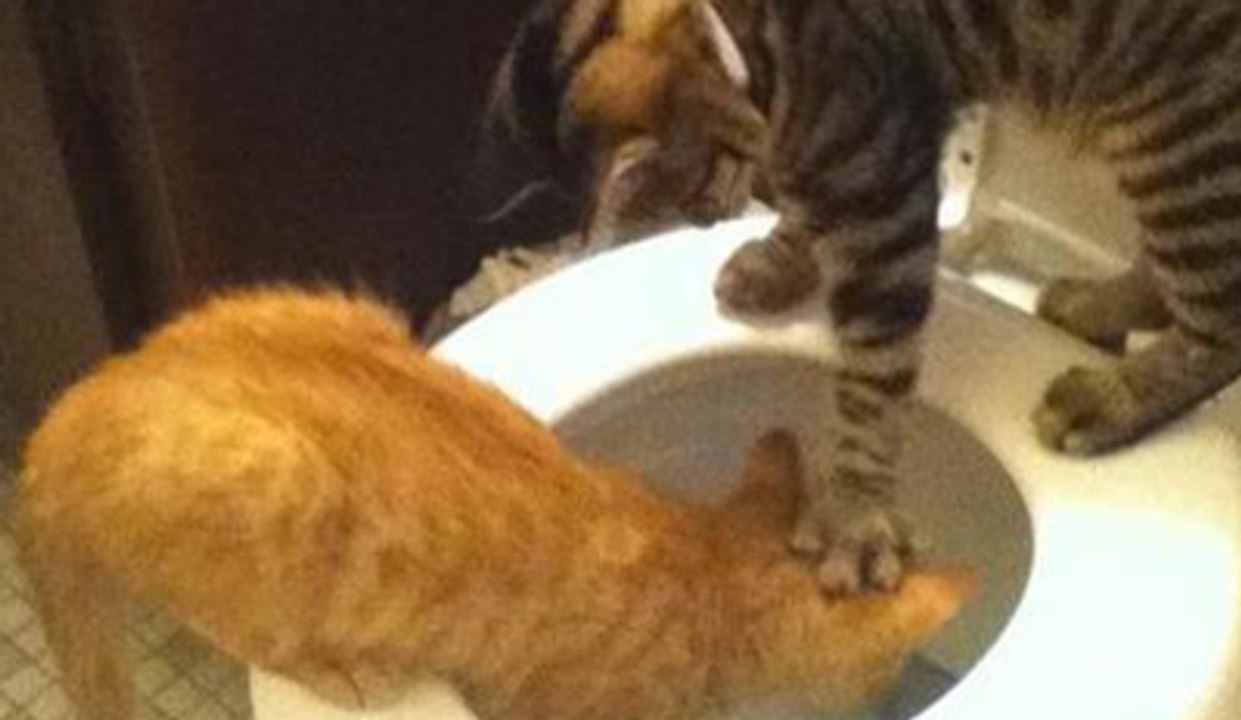 Animals Can Be Jerks - Supercut Videos - Funny Videos