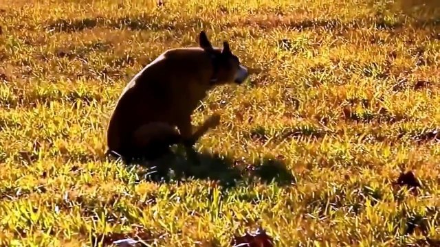 funny dog videos funny animal videos funny dog videos talking funny dog videos for kids crazy dogs