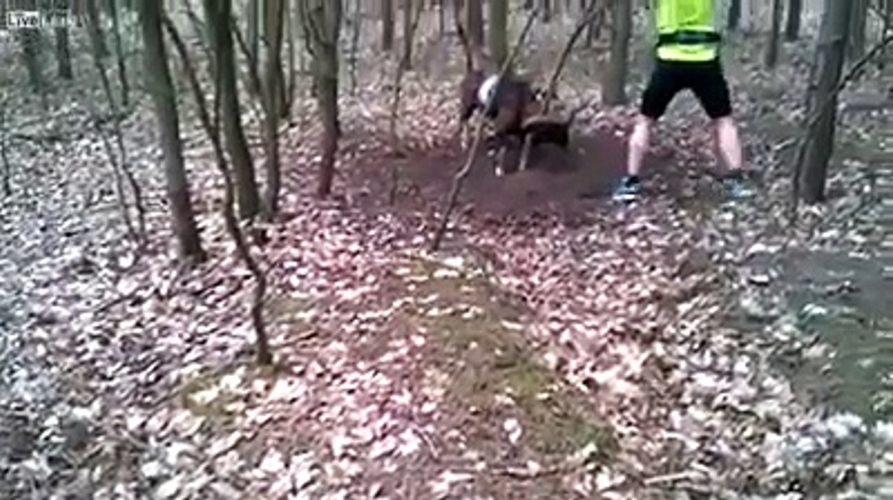 Il libère un buffle coincé dans un arbre