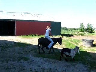 Donkey Riding!