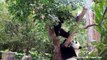 2015/01/02 圓圓與圓仔一起爬樹 Giant Panda Yuan Yuan and Yuan Zai climbs up the tree together
