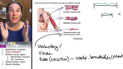 10 2 Types of muscle tissue