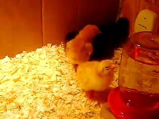 baby chickens sleeping