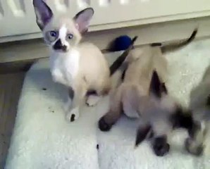 We are Siamese if you please