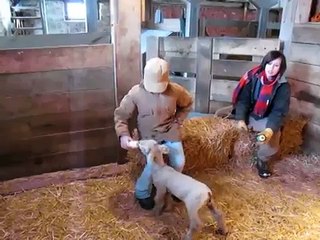 Bottle Feeding Lambs at Kline Creek Farm