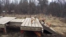 frolicking baby nigerian dwarf goats