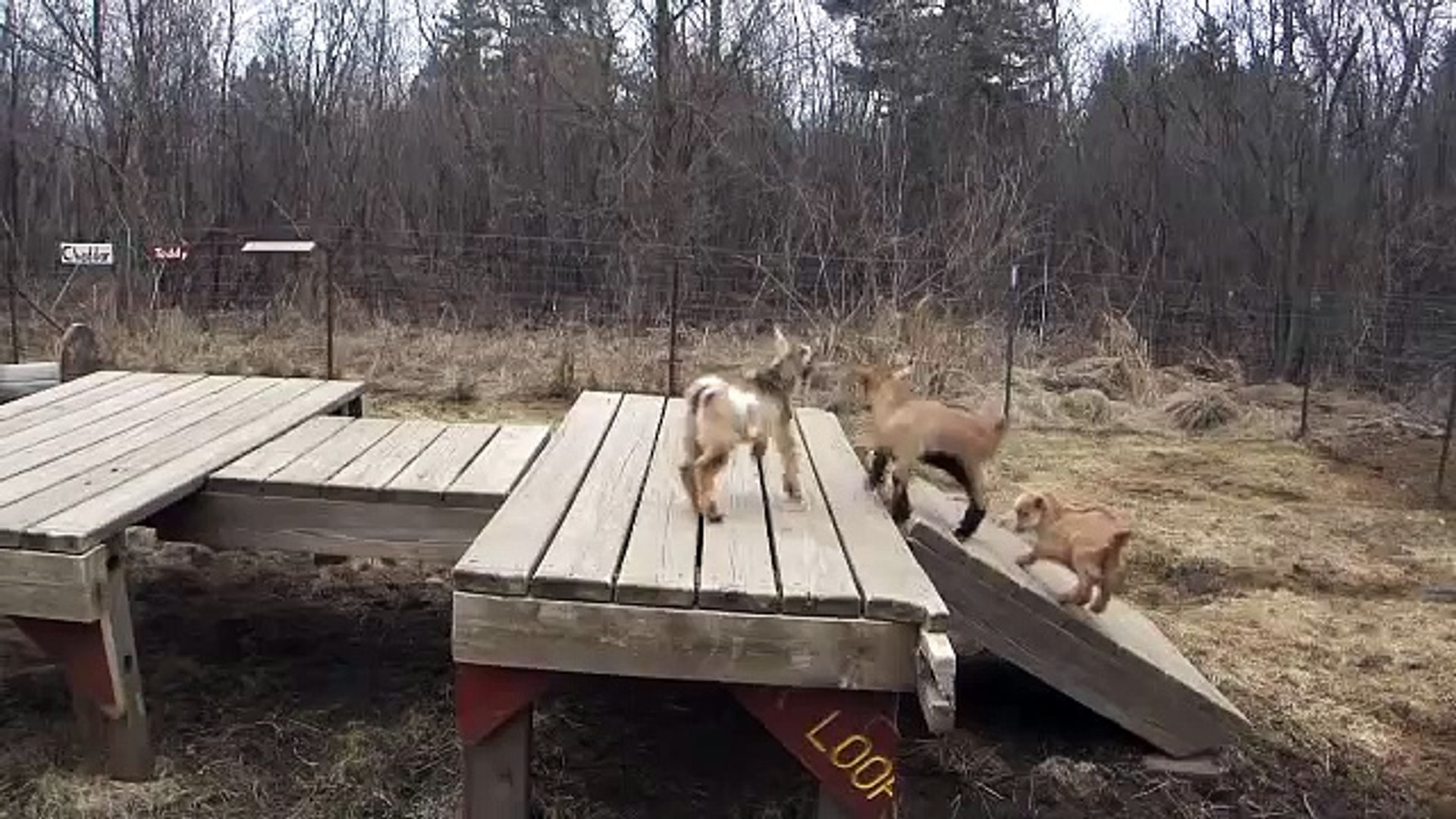 ⁣frolicking baby nigerian dwarf goats