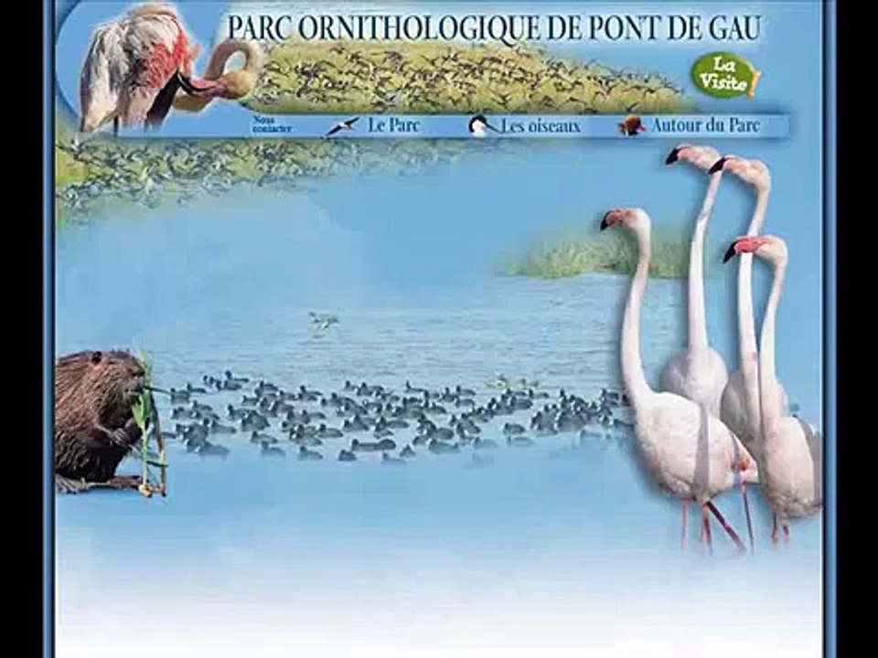 Flamants roses du parc ornithologique du Pont de Gau