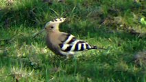 More from the Hoopoe at Willington in Bedfordshire - October 2014