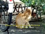 Kattenmand Dierenambulance/Dierenbescherming West-Alblasserwaard WilMK397